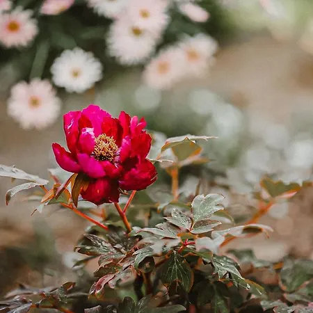 Baldursheim Zinnowitz