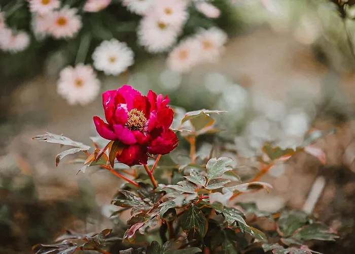Baldursheim 奥斯特西巴德钦诺维茨